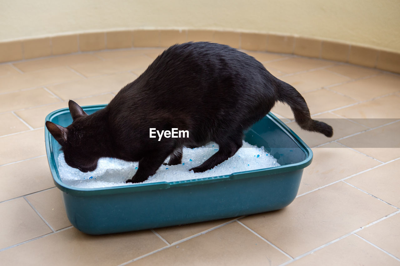 HIGH ANGLE VIEW OF BLACK CAT ON FLOOR