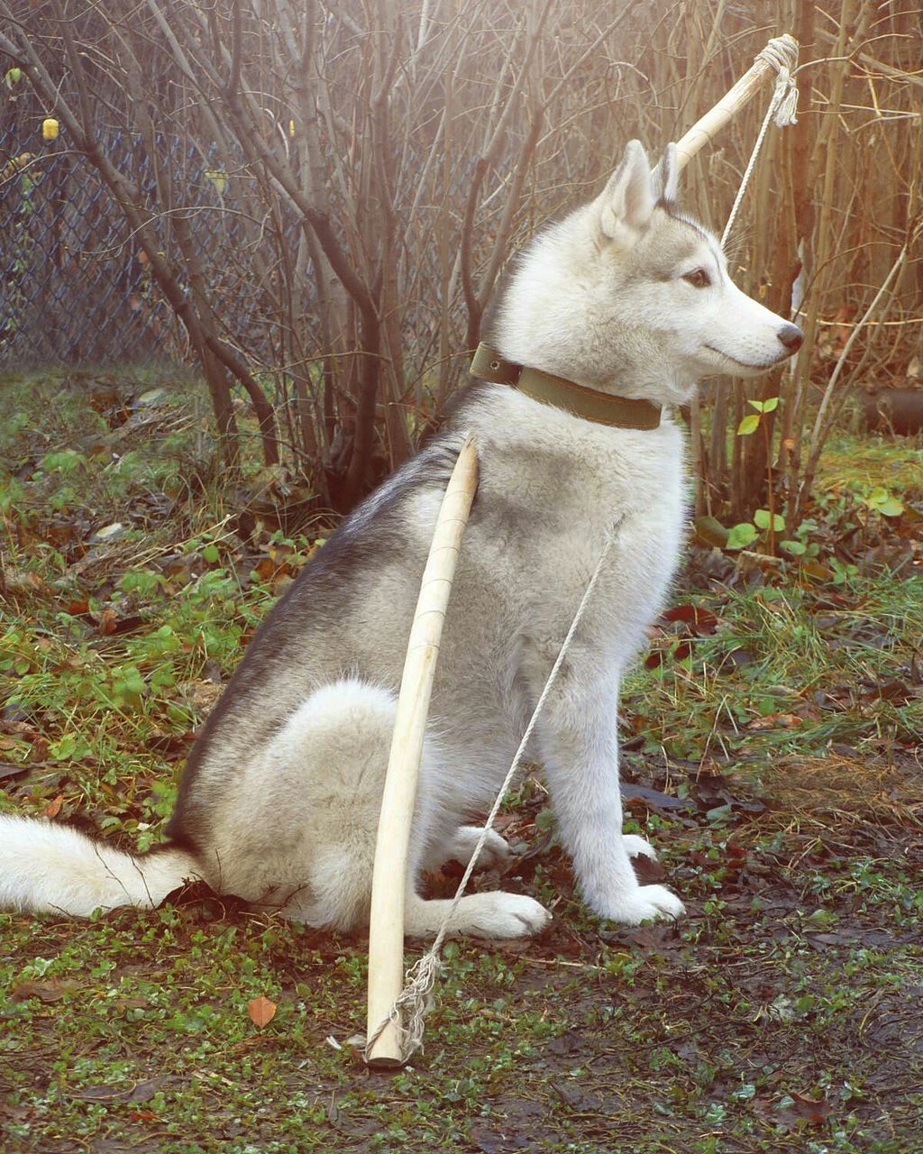 Siberian husky with archery bow sitting on field