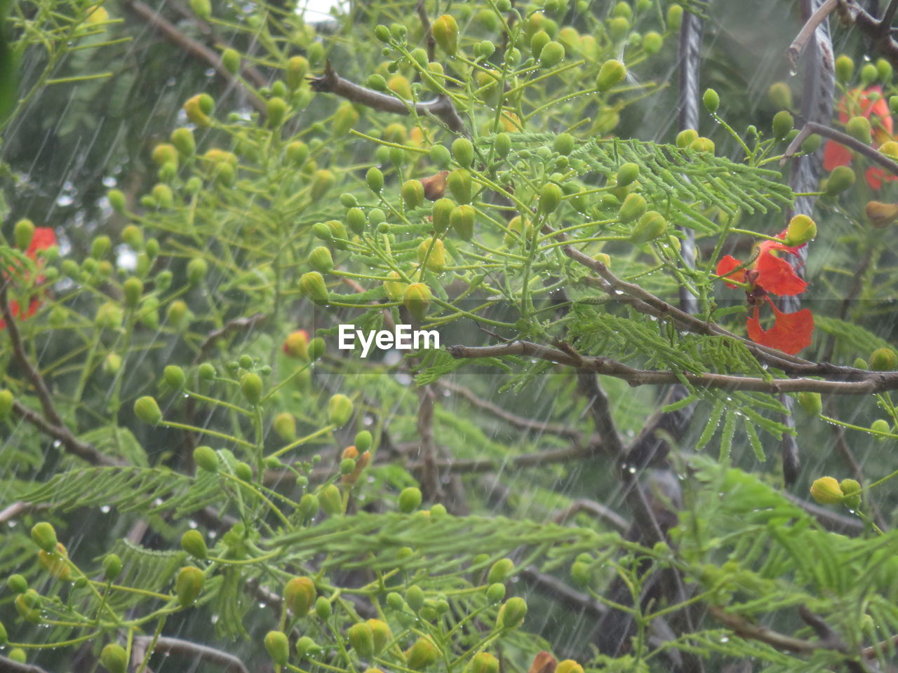 VIEW OF A TREE