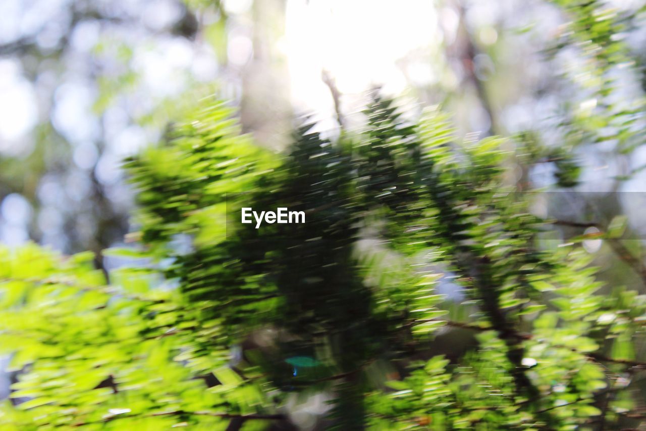 CLOSE-UP OF TREE TRUNK IN FOREST