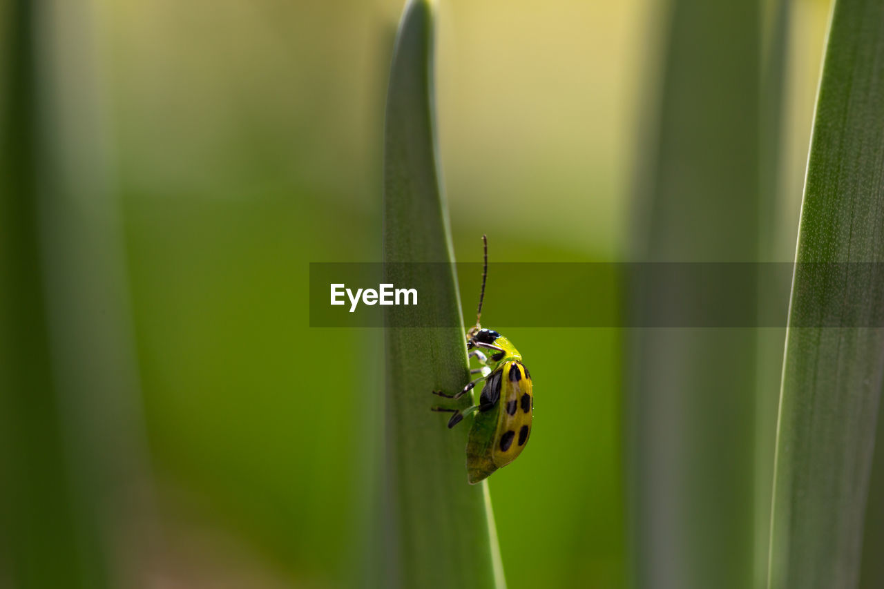 Close-up of insect on leaf