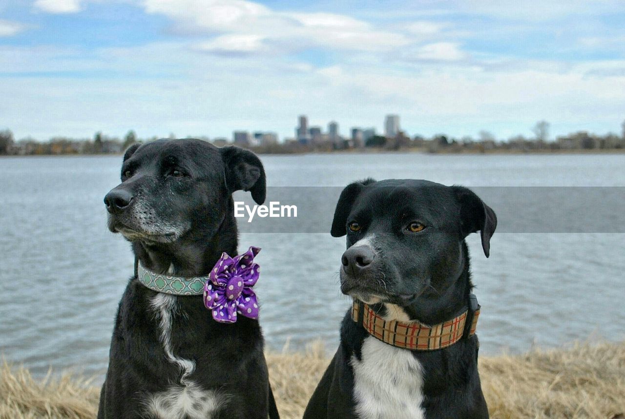 Dogs at lakeshore against sky