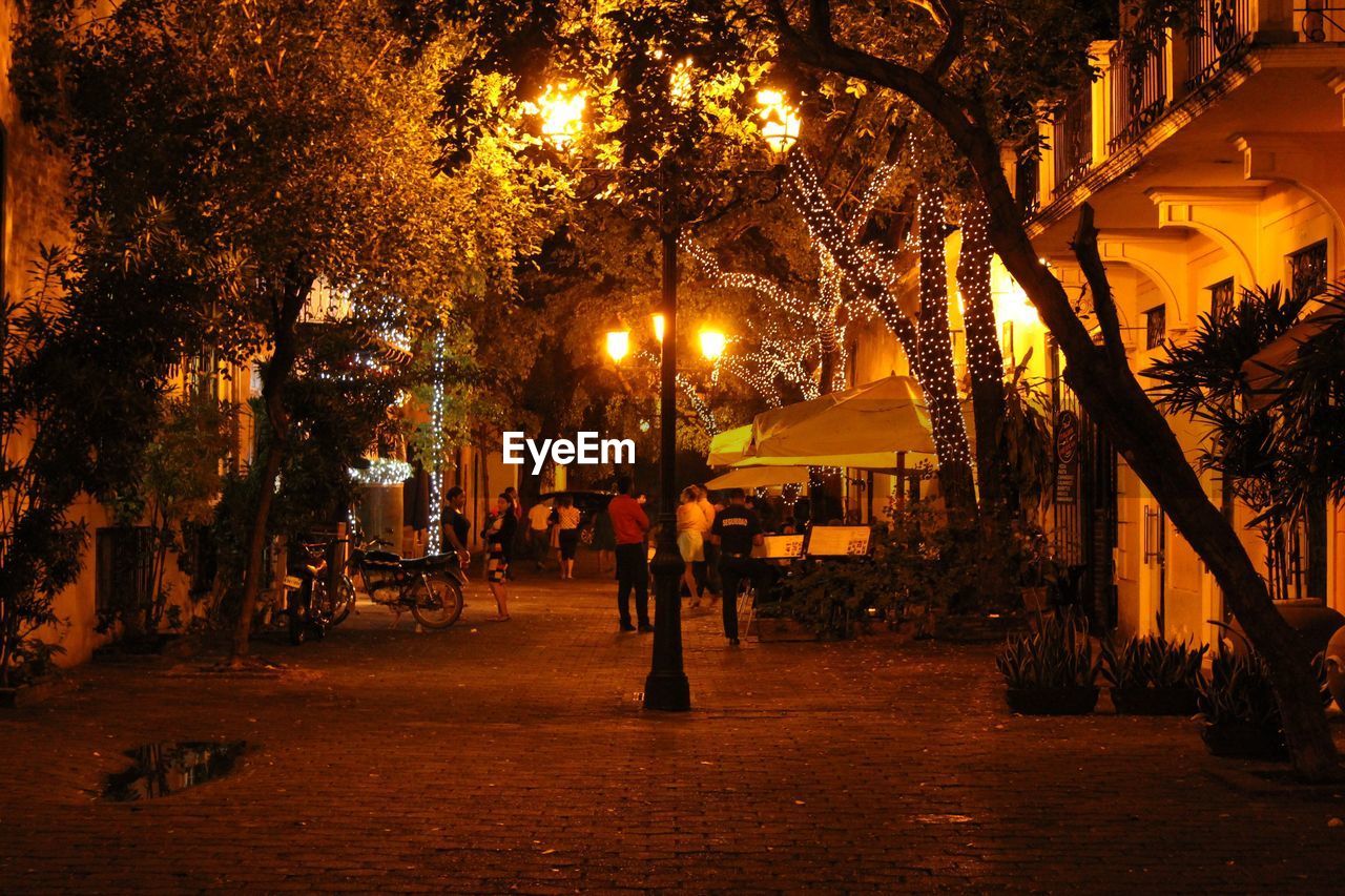 Trees by illuminated street at night