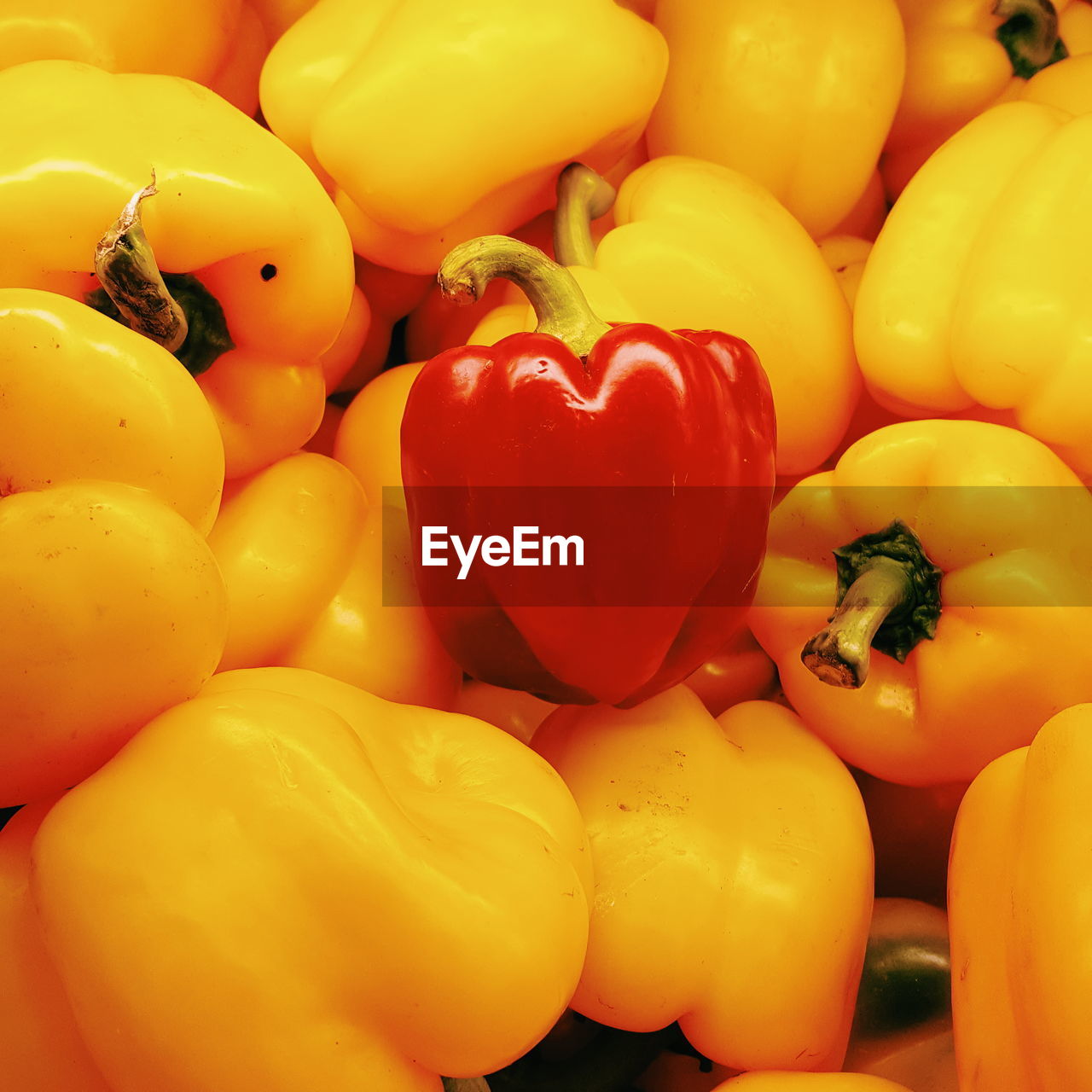 FULL FRAME SHOT OF YELLOW BELL PEPPERS