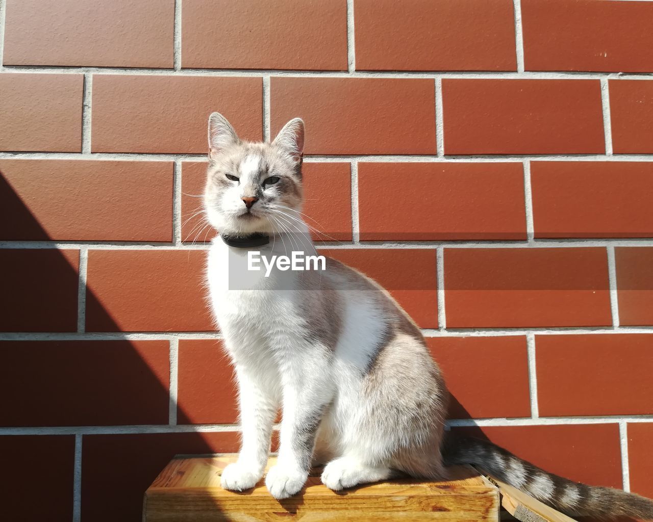 Portrait of cat sitting against brick wall