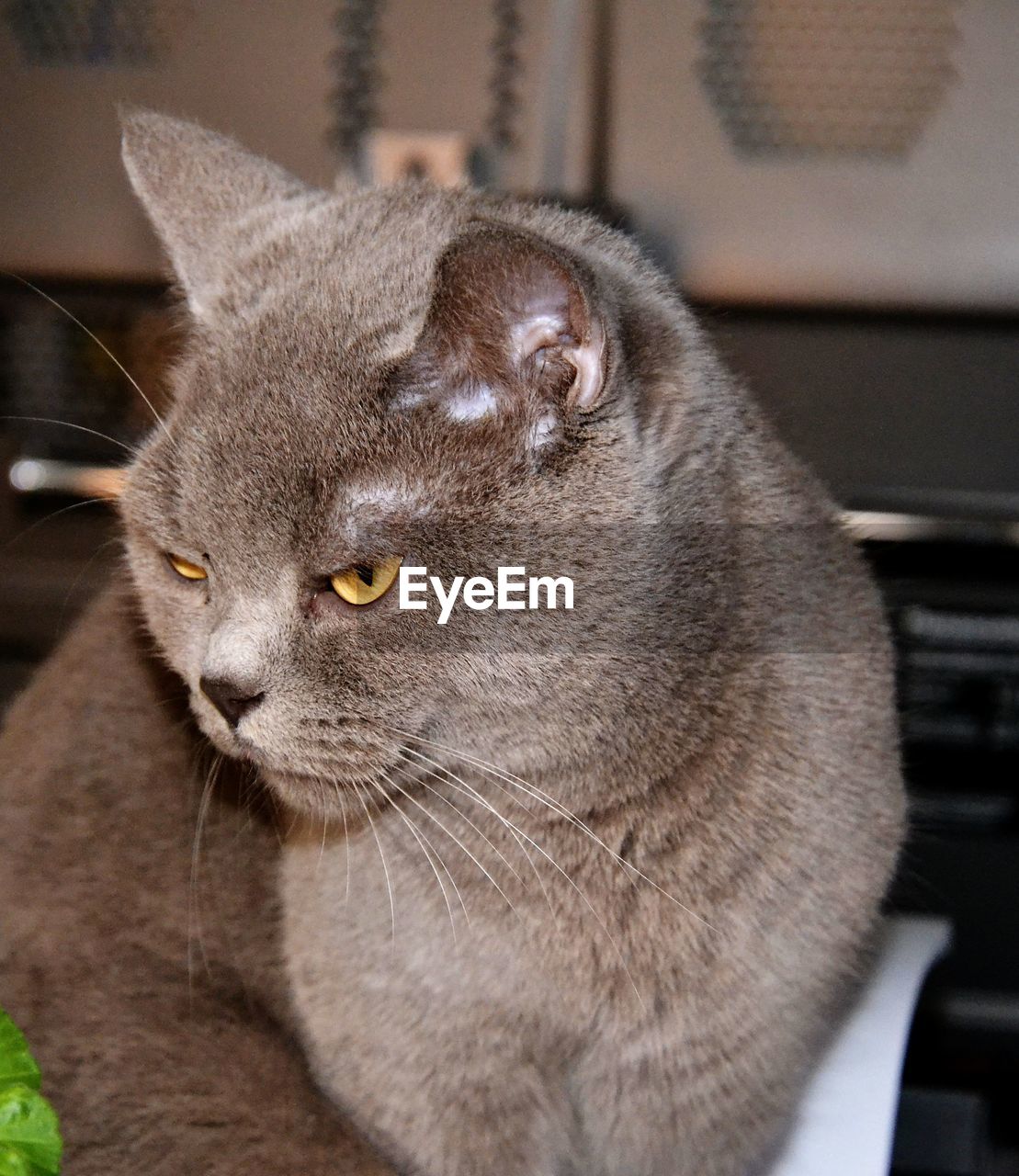 CLOSE-UP OF WHITE CAT LOOKING AWAY