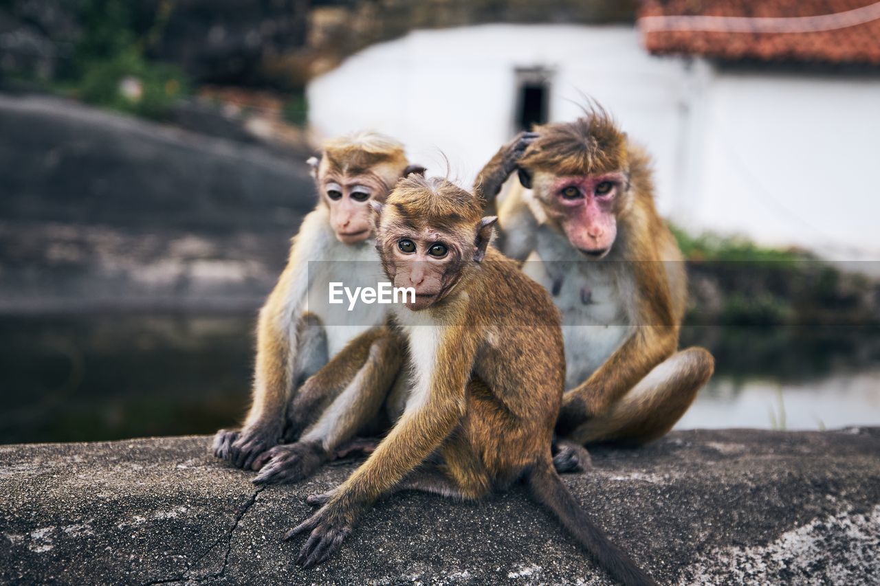 Close-up portrait of monkey sitting on rock