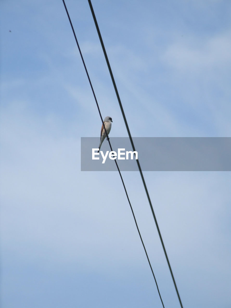 Bird on a wire