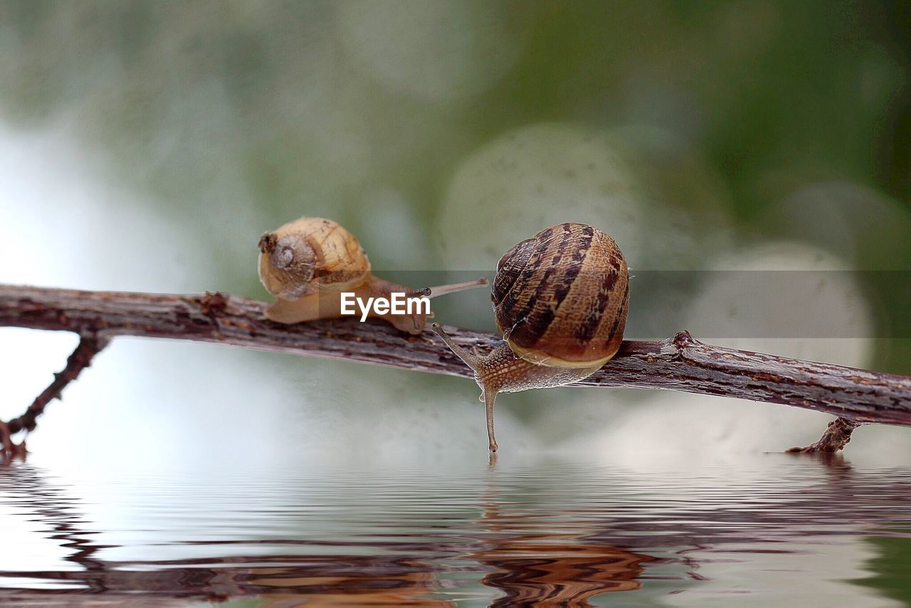 Close-up of snail on branch