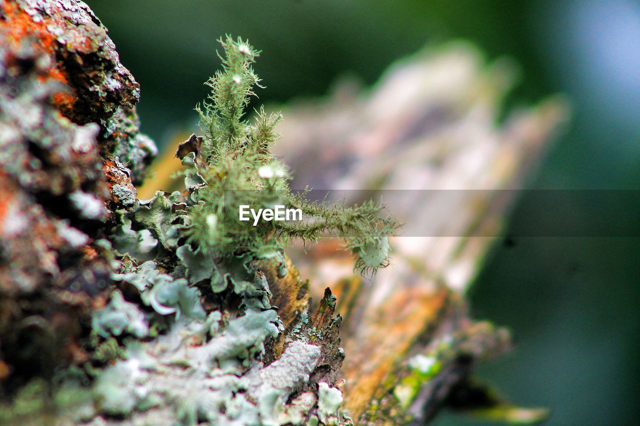 CLOSE-UP OF PLANT GROWING ON SNOW