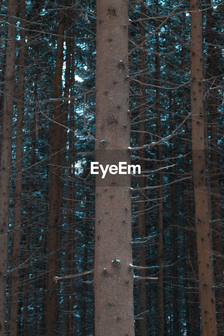 Low angle view of bamboo trees in forest