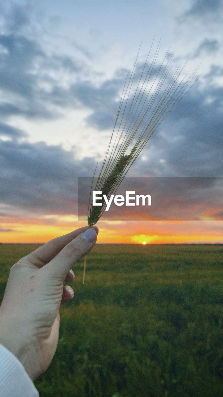 hand, sky, cloud, field, holding, grass, nature, one person, agriculture, crop, plant, cereal plant, food grain, wheat, landscape, rural scene, sunset, adult, food, sunlight, wind, triticale, hordeum, environment, finger, personal perspective, flower, land, barley, outdoors, beauty in nature, growth, farm, einkorn wheat, food and drink, harvesting, tree, cereal