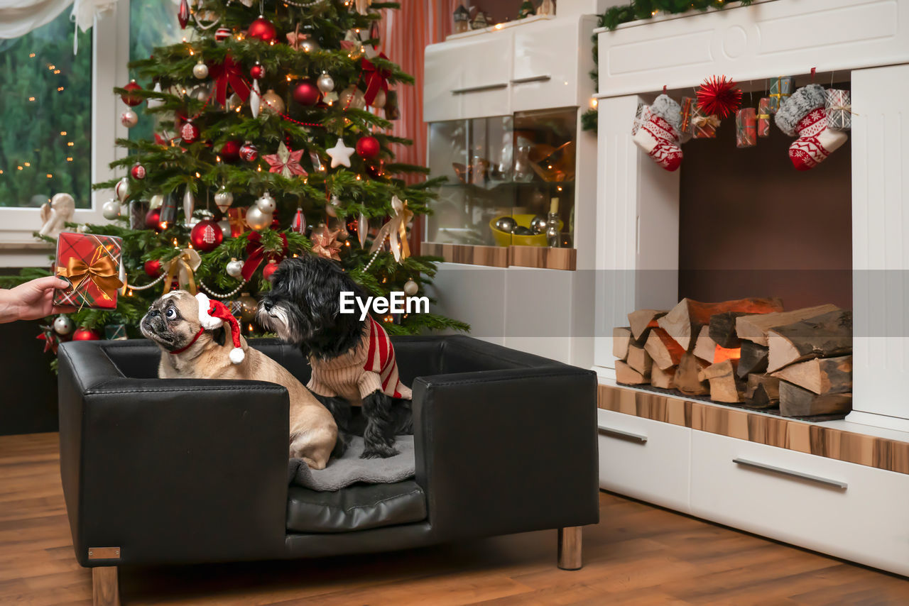 Dogs get a gift for christmas. they sitting in noble leather dog sofa. pug makes big eyes.