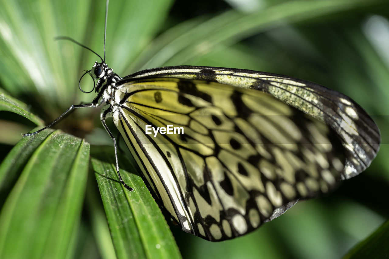 animal themes, animal wildlife, animal, insect, animal wing, butterfly, beauty in nature, moths and butterflies, wildlife, plant, one animal, nature, plant part, close-up, leaf, animal body part, macro photography, monarch butterfly, fragility, flower, no people, perching, macro, focus on foreground, environment, summer, green, outdoors, freshness, resting, magnification, wing, side view, full length, animal behavior, feeding, light, selective focus, awe