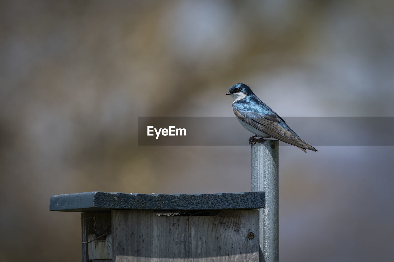 Bird perching on metal post
