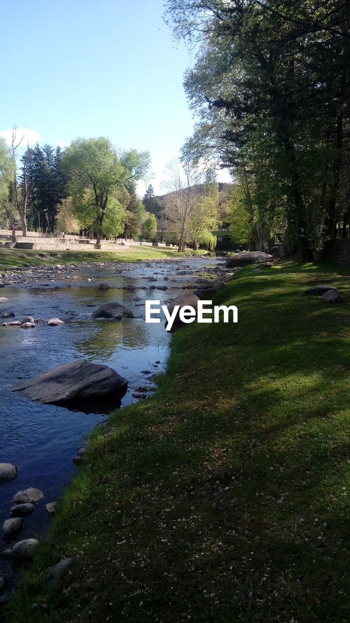 STREAM FLOWING AMIDST TREES IN FOREST