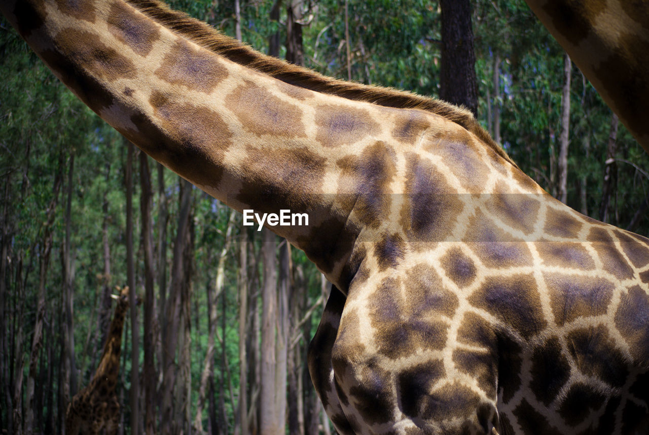 Middle section of giraffe