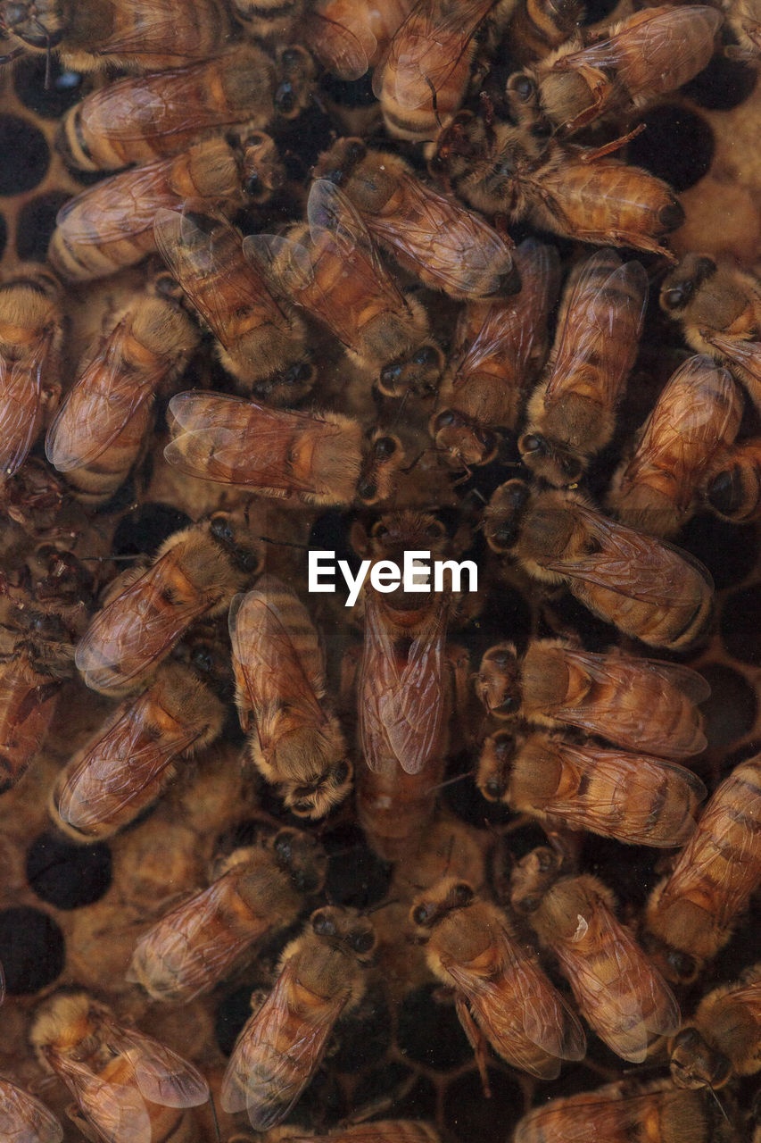 Full frame shot of bees on honeycomb