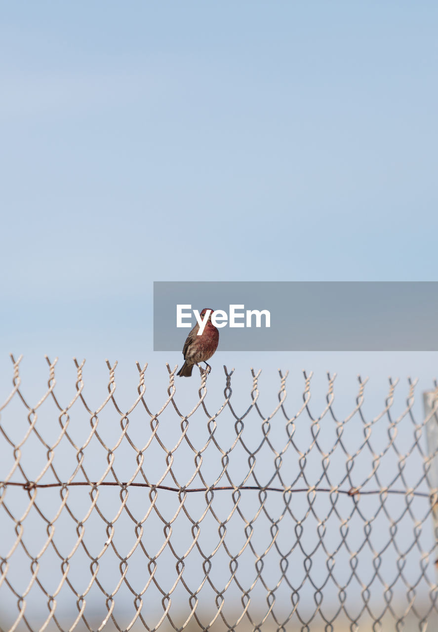 Low angle view of bird perching on fence against clear sky