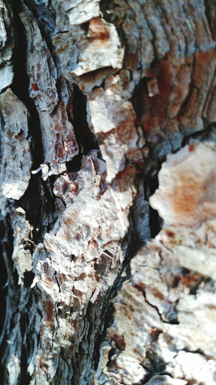 CLOSE-UP OF TREE BARK