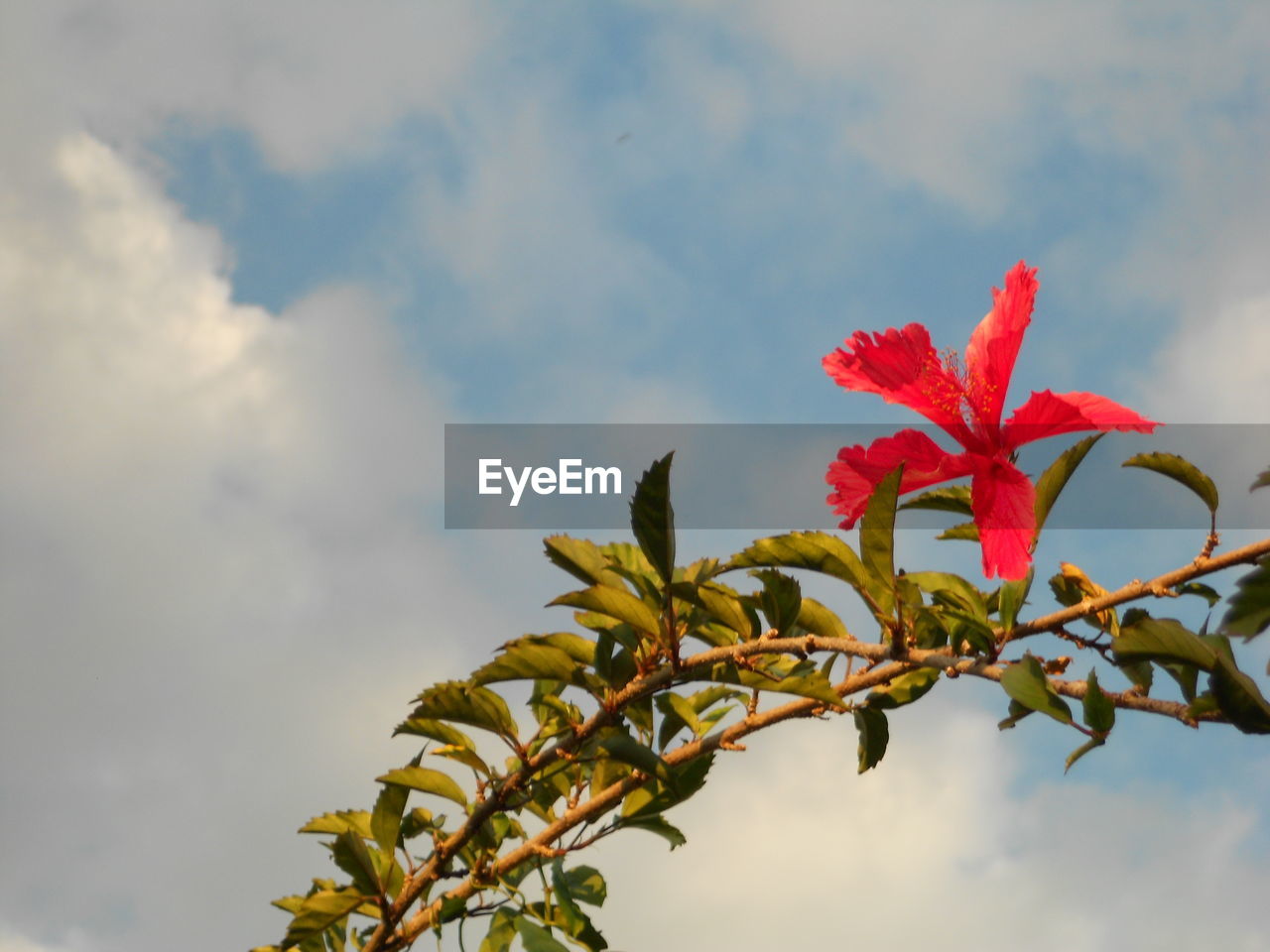 Low angle view of red flowering plant against sky