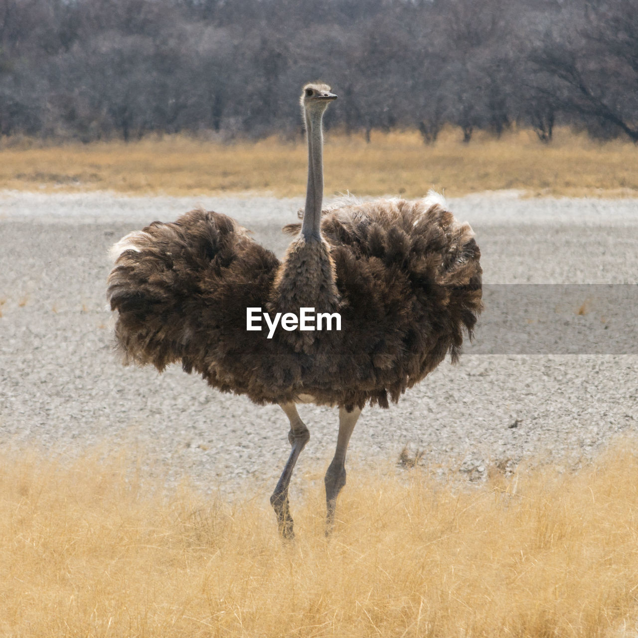 Ostrich standing on golden grass