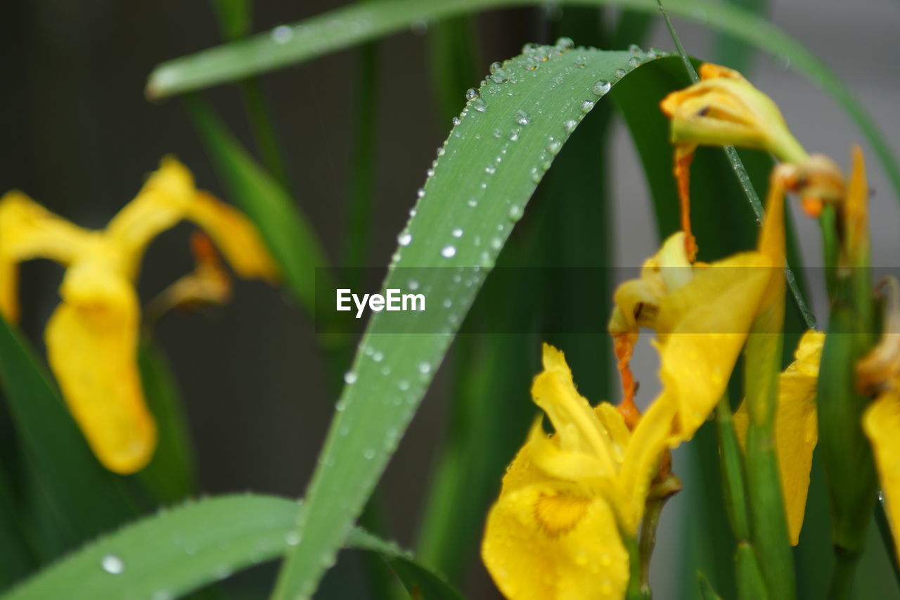 Close-up of wet yellow flower