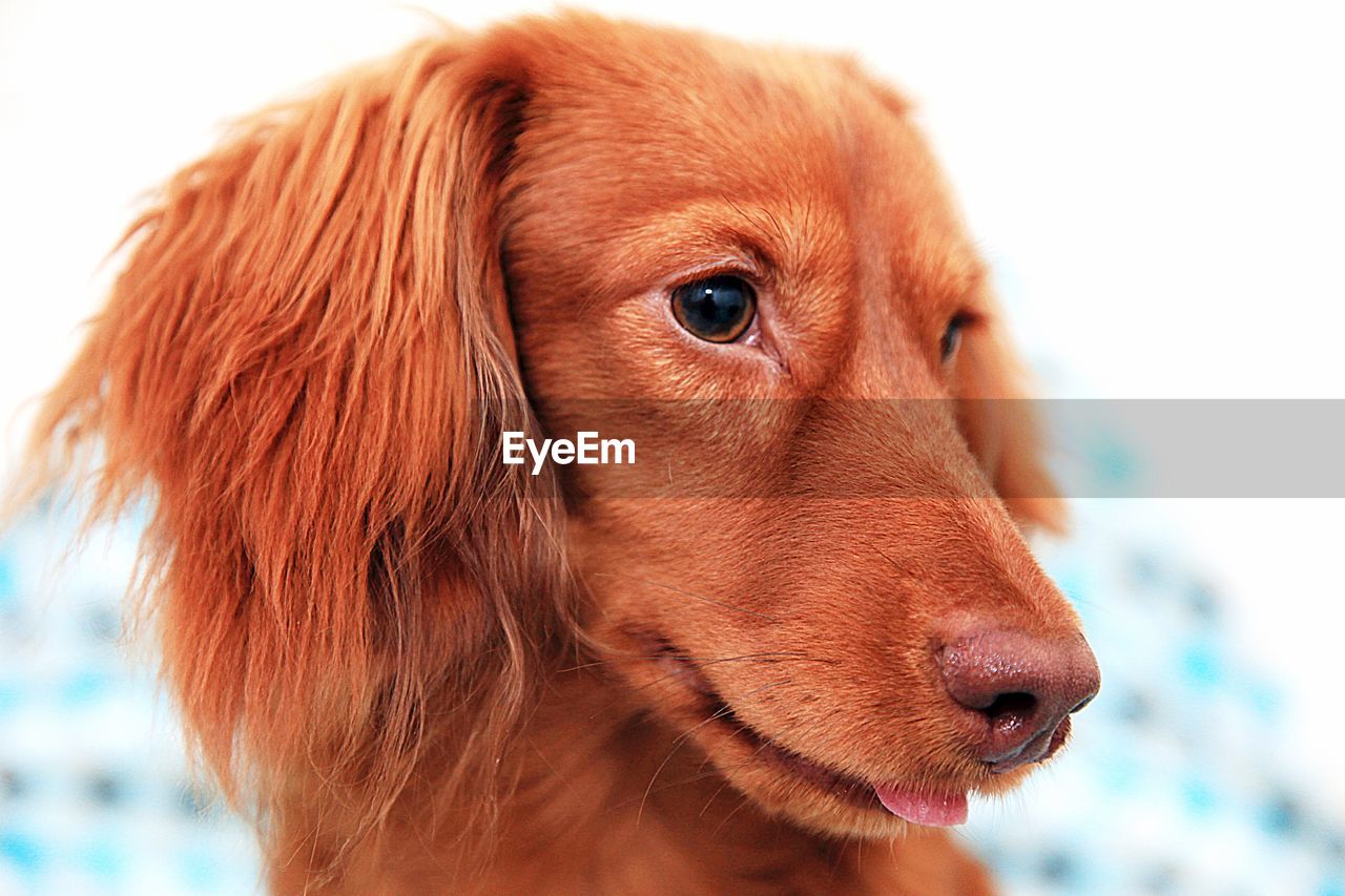 Close-up portrait of dachshund standing on ground