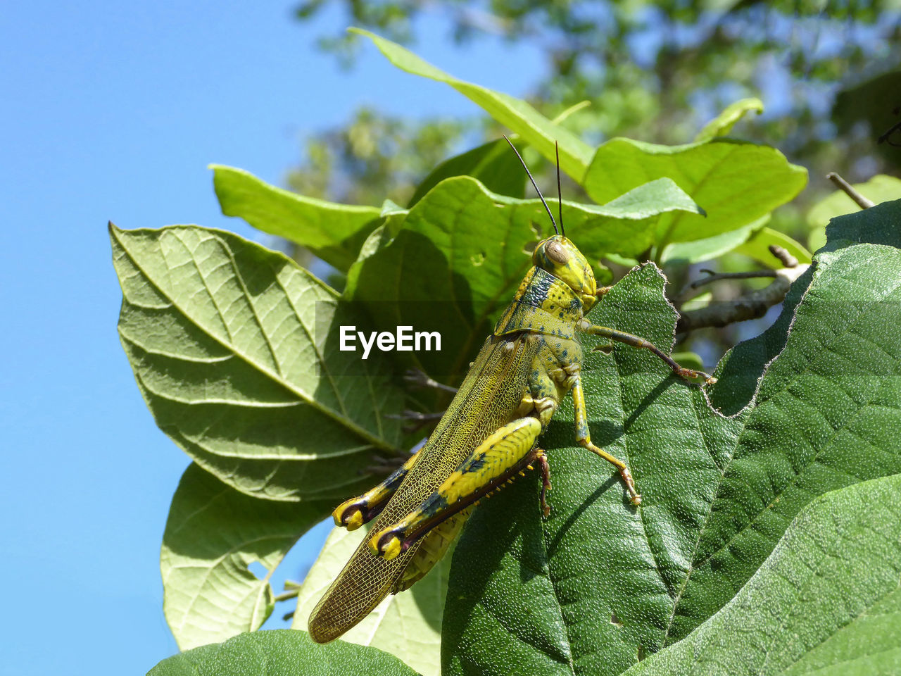 leaf, plant part, green, animal themes, animal wildlife, animal, nature, wildlife, plant, one animal, insect, close-up, no people, day, tree, flower, outdoors, sunlight, macro photography, blue, focus on foreground, beauty in nature, animal body part, yellow, sky, growth, grasshopper