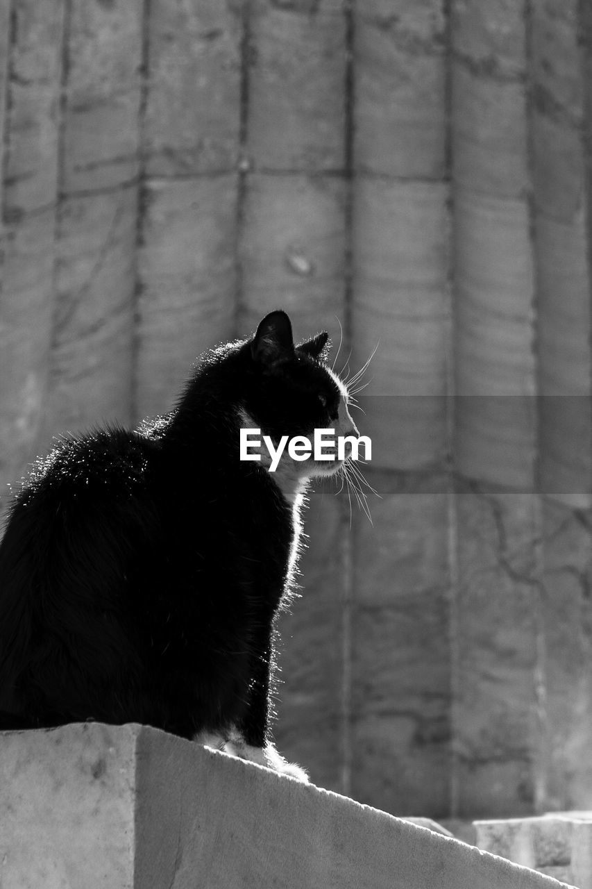 BLACK CAT LOOKING AWAY OUTDOORS