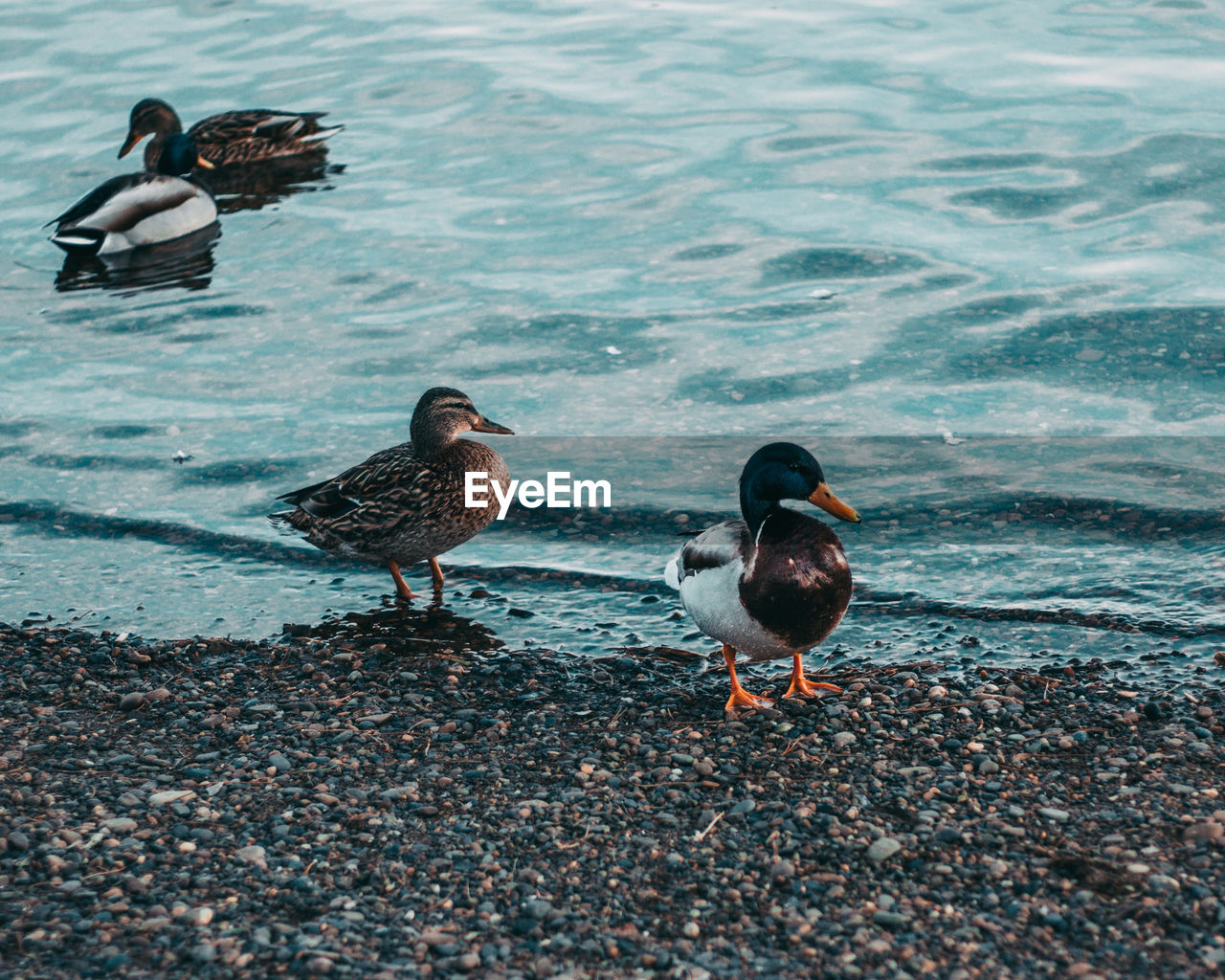 Ducks on a lake