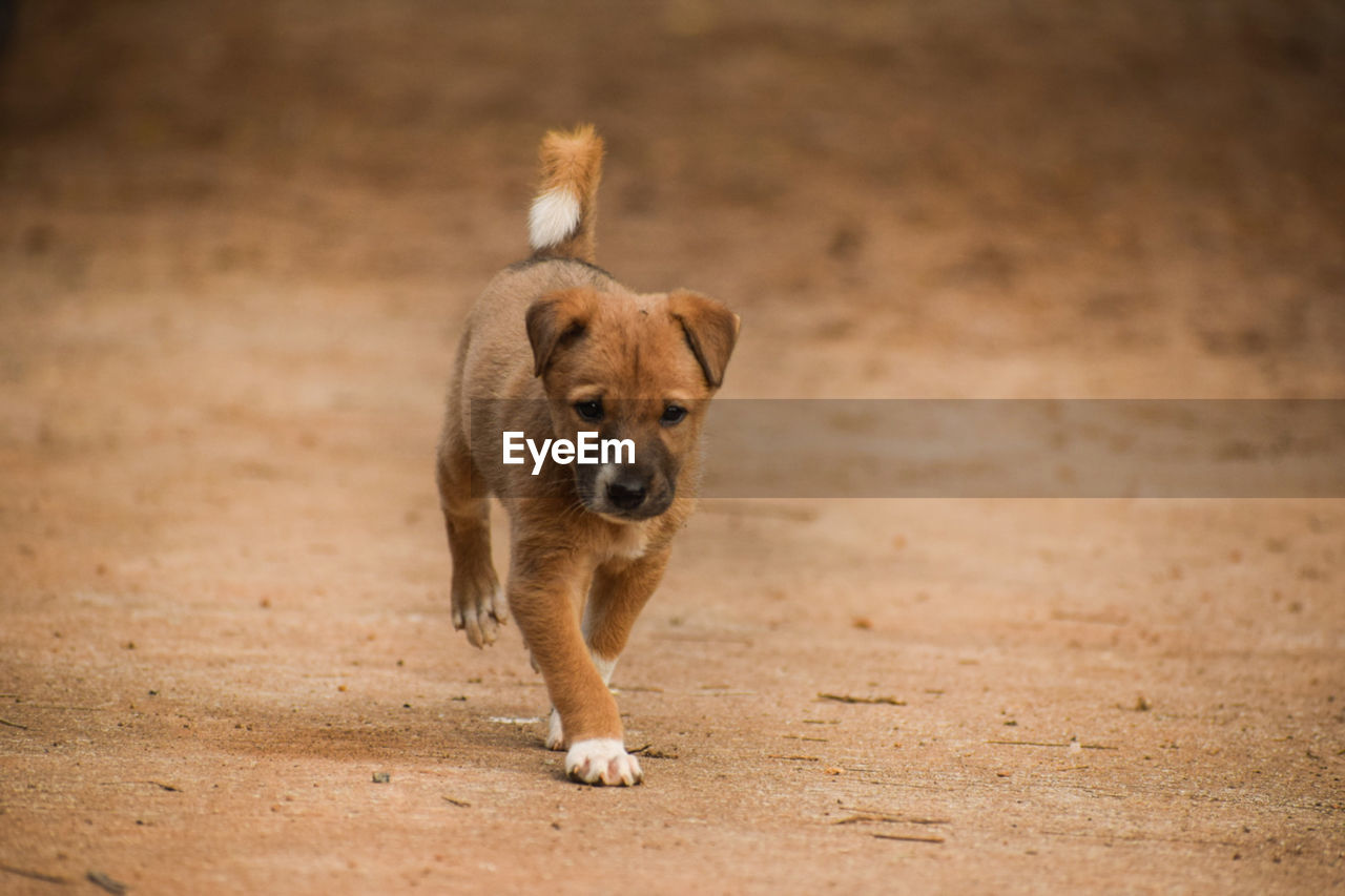 animal themes, animal, mammal, one animal, pet, dog, canine, domestic animals, puppy, no people, running, young animal, brown, motion, portrait, close-up, full length, sand