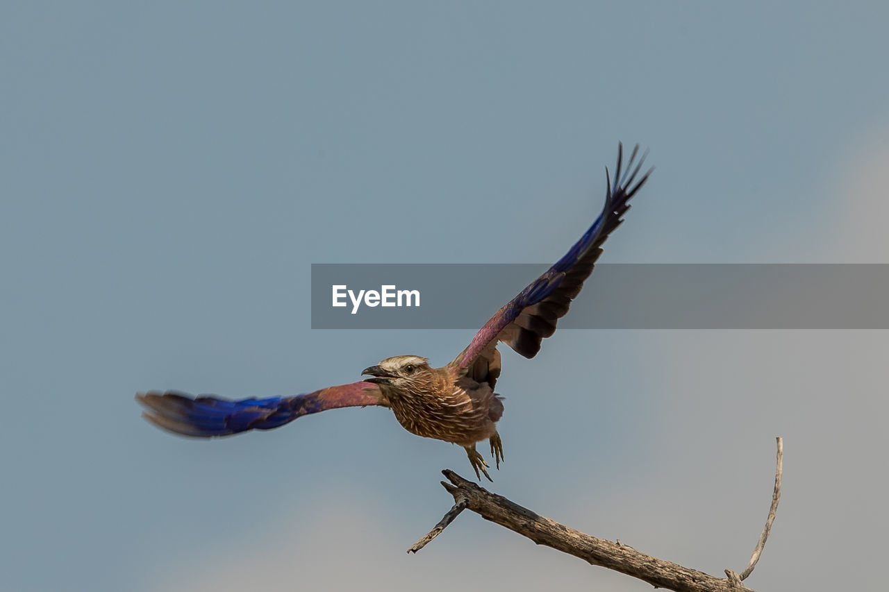 Low angle view of bird flying against sky