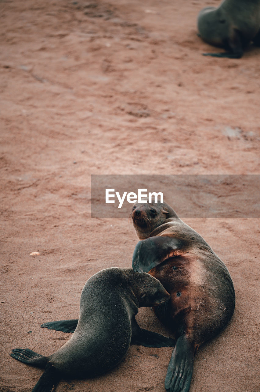 High angle view of seal on sand at beach