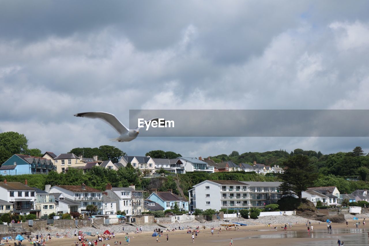 SEAGULL FLYING OVER BUILDINGS