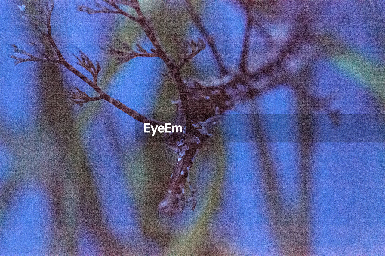 CLOSE-UP OF FROZEN TWIG