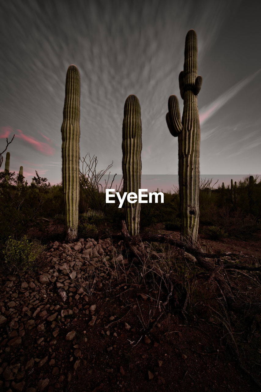 Three saguaros growing in the desert against sky during sunset. all three in alignment. 
