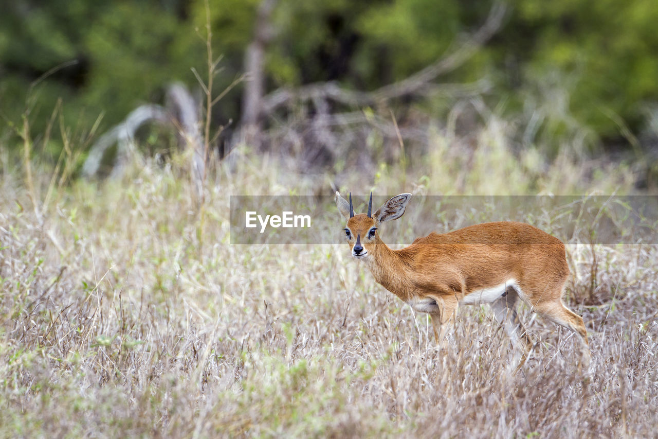 Portrait of deer walking on grassy land