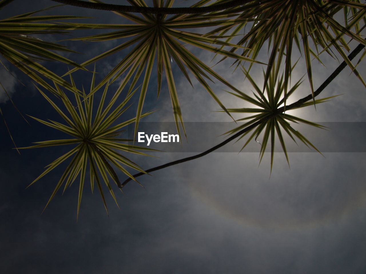 CLOSE-UP OF PALM TREE AGAINST THE SKY