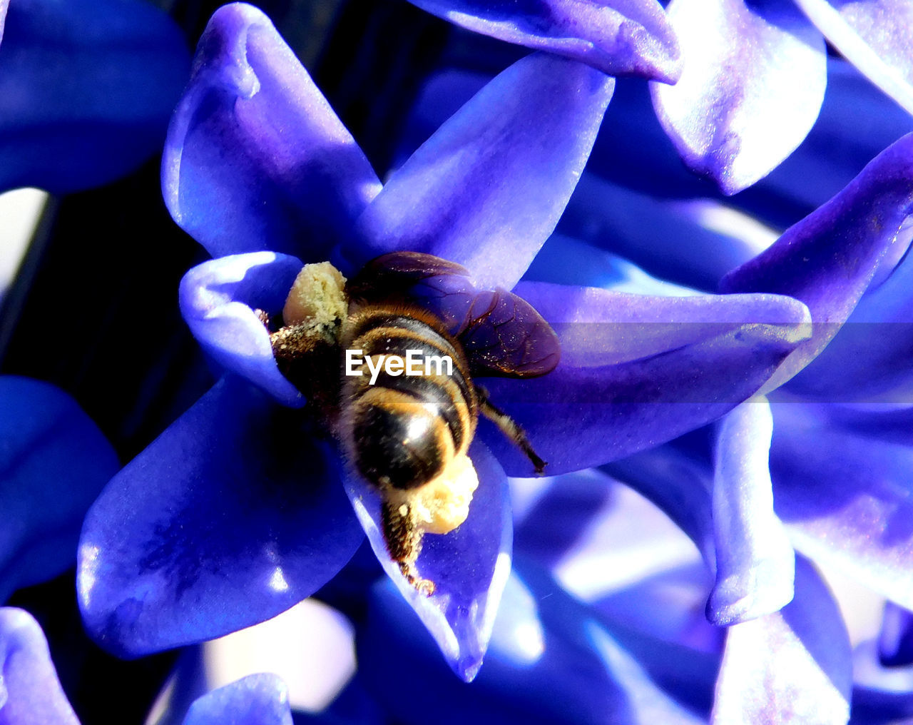 CLOSE-UP OF BEE ON PURPLE FLOWER