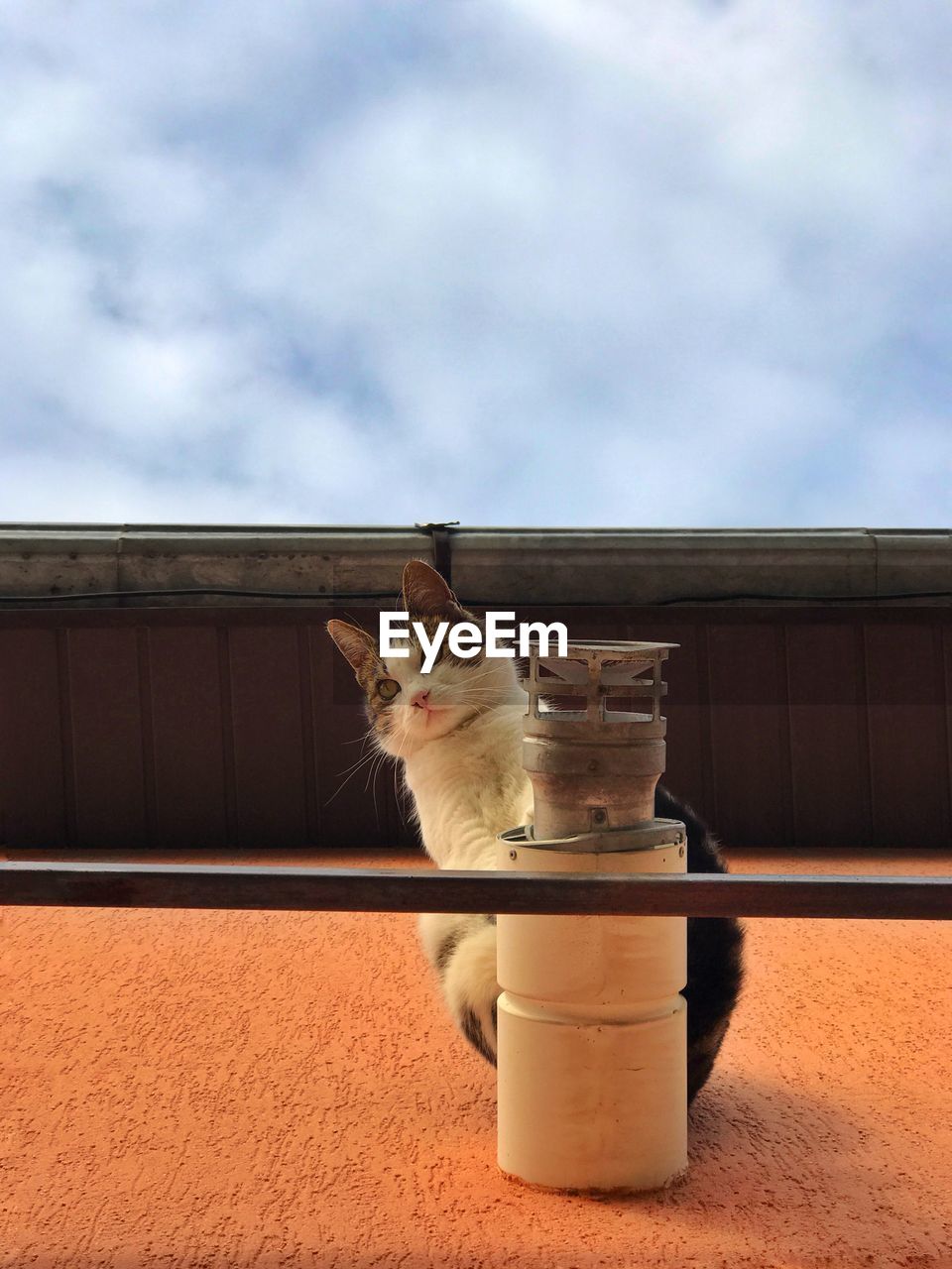 PORTRAIT OF CAT SITTING ON TABLE