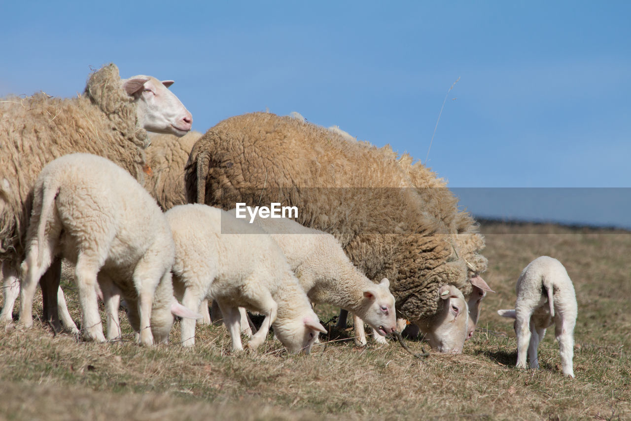 Sheep with lambs grazing on field against clear sky