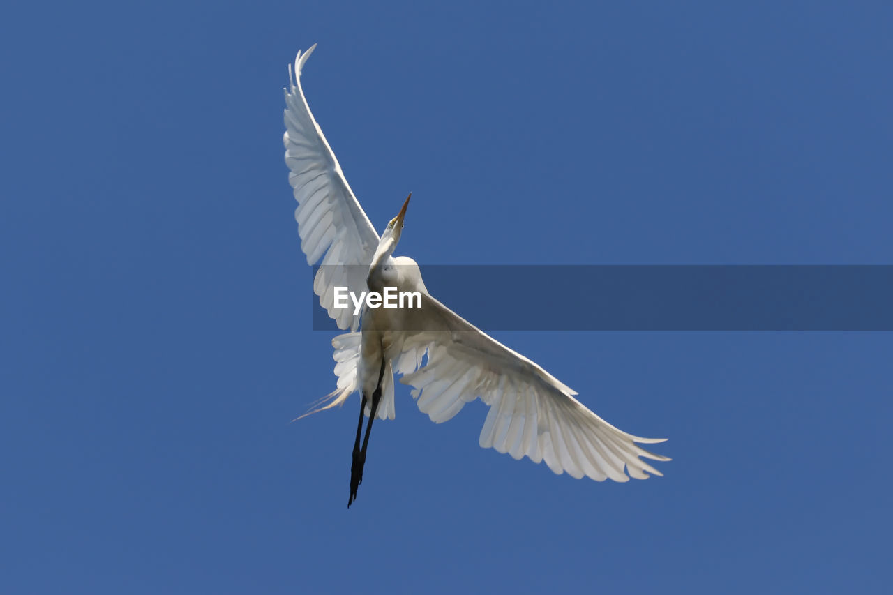 Egret fly by