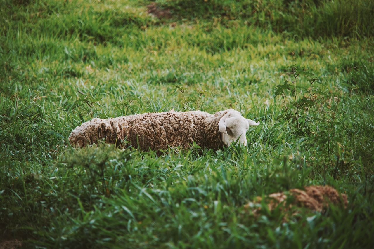 VIEW OF SHEEP IN FARM