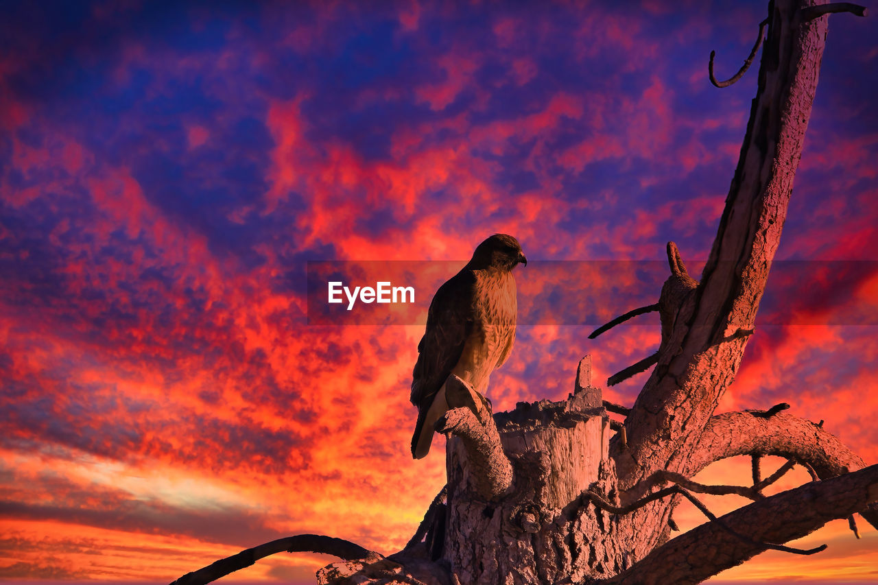 LOW ANGLE VIEW OF BIRDS PERCHING ON BRANCH AGAINST ORANGE SKY