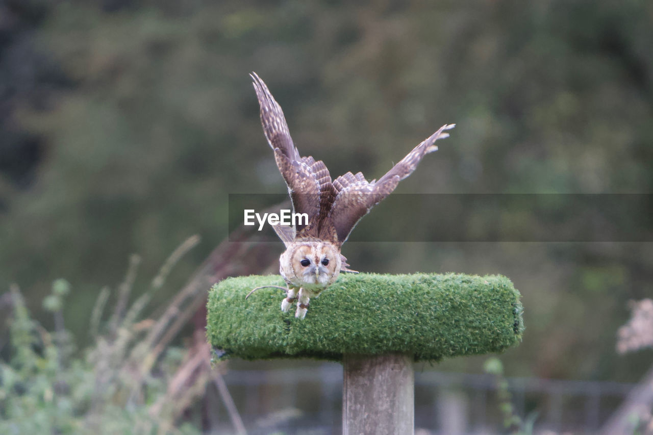 animal, animal themes, animal wildlife, one animal, bird, wildlife, animal body part, nature, no people, flying, outdoors, spread wings, portrait, bird of prey, day, focus on foreground, plant