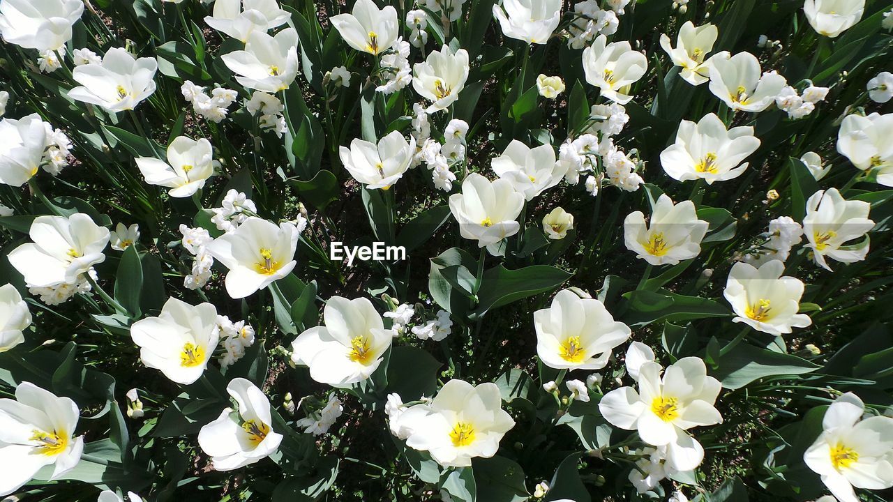 Close-up high angle view of white flowers