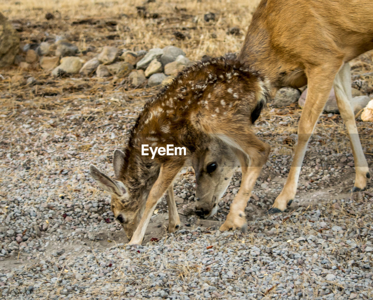 Close-up of deer and fawn on field