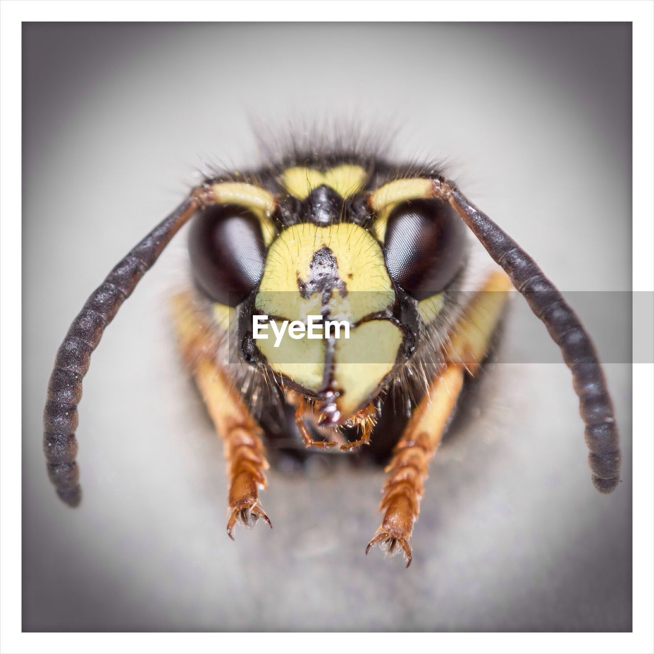 Close-up portrait of honeybee