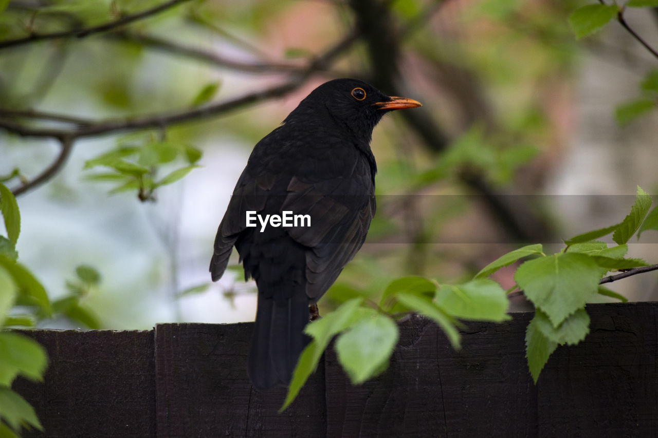 Black bird perching on a fence